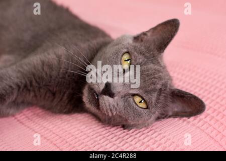 Chat se détendre sur le canapé. Chat bleu russe se relaxant sur le canapé Banque D'Images