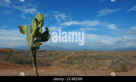 Cactus dans le Desierto de la Tatacoa (désert de Tatacoa) à Villavieja, Huila / Colombie Banque D'Images