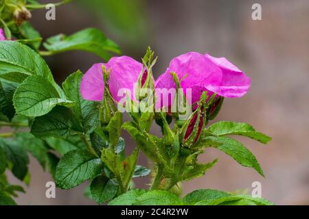 Hagebutten Blüte, Rose sauvage avec Knappen en violett, lila Banque D'Images