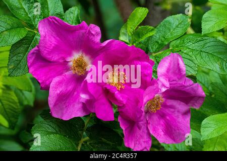 Hagebutten Blüte, Rose sauvage avec Knappen en violett, lila Banque D'Images