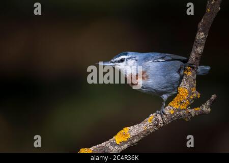 Joli petit oiseau. Automne nature fond. Oiseau: Krupers Nuthatch. Sitta krueperi. Banque D'Images