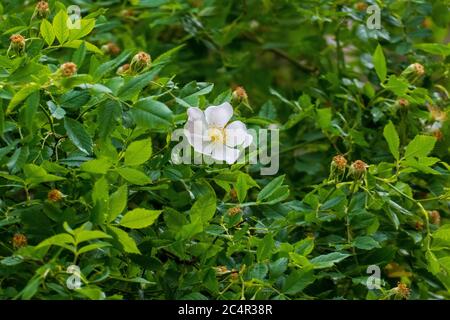 Hagebutten Blüte, Wild Rose mit Knopen in weiß, gelb Banque D'Images