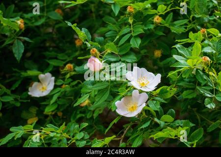 Hagebutten Blüte, Wild Rose mit Knopen in weiß, gelb Banque D'Images