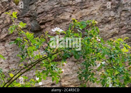 Hagebutten Blüte, Wild Rose mit Knopen in weiß, gelb Banque D'Images