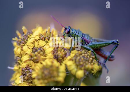 Macro photographie d'un sauterelle se nourrissant sur des fleurs de Framejon. Capturé au paramo de Teatinos, dans les montagnes des Andes du centre Banque D'Images