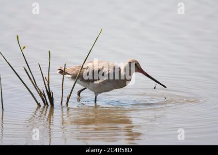 Godoul à queue noire, Limosa limosa, adulte unique debout dans l'eau. Minsmere, Suffolk, Royaume-Uni. Banque D'Images