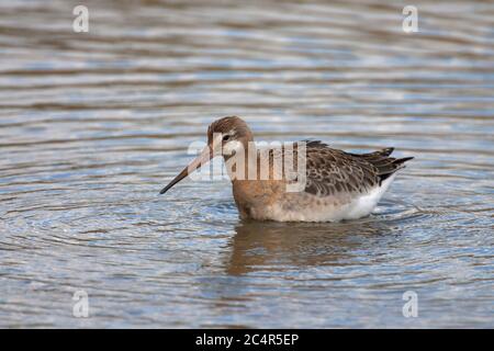 Godoul à queue noire, Limosa limosa, adulte unique debout dans l'eau. Minsmere, Suffolk, Royaume-Uni. Banque D'Images