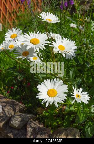 Leucanthemum x superbum, la Marguerite shasta Banque D'Images