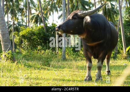 Un buffle avec de grandes cornes coulées sur la pelouse dans une jungle tropicale verte Banque D'Images