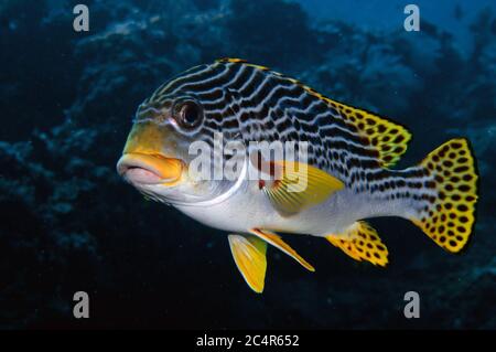 Lèvres sucrées à bandes diagonales, Plectorhinchus lineata, île de Sipadan, Malaisie Banque D'Images