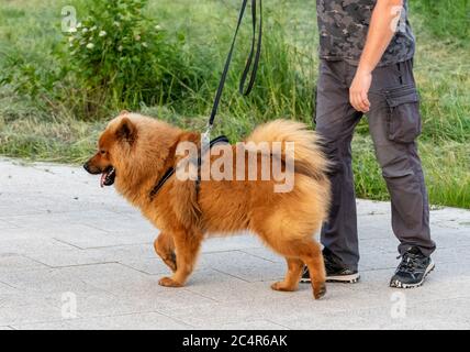 Un homme mène un chien Chow Chow sur une laisse Banque D'Images