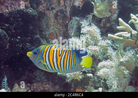 Angelfish royal, Pygoplites diacanthus, île de Sipadan, Malaisie Banque D'Images