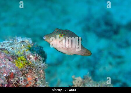 Fingerprint toby, Canthigaster compressa, Mabul Kapalai, Malaisie Banque D'Images