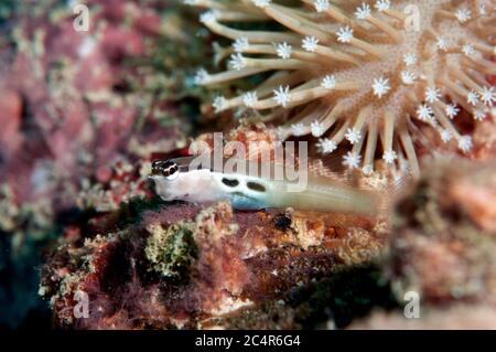 Twinspot blenny, Ecsenius bimaculatus, Mabul Kapalai, Malaisie Banque D'Images