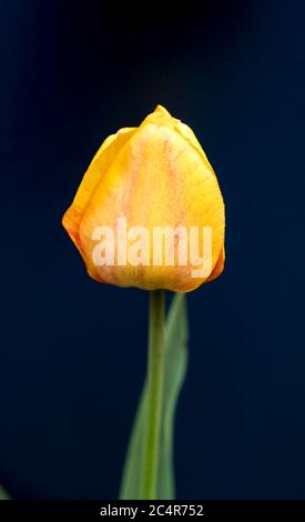 Gros plan de fleurs de tulipe jaunes sur fond sombre Banque D'Images