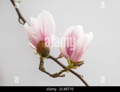 détail de fleurs de magnolia rose isolées sur fond blanc Banque D'Images