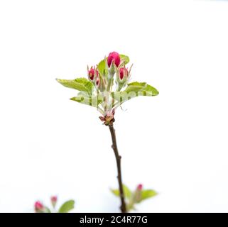 gros plan de petits boutons de fleurs d'arbre de pomme isolées sur fond blanc Banque D'Images