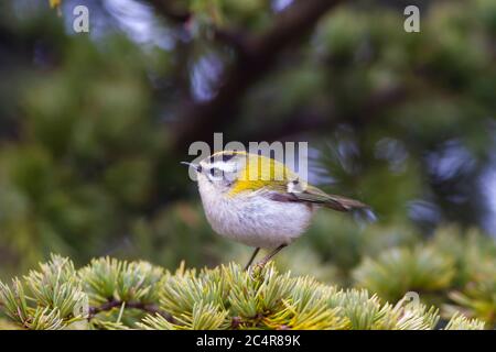 Joli petit oiseau Firecrest. Fond vert de forêt. Oiseau : Firecrest commun. Regulus ignicapilla. Banque D'Images