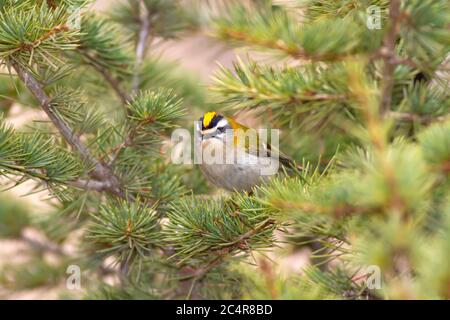 Joli petit oiseau Firecrest. Fond vert de forêt. Oiseau : Firecrest commun. Regulus ignicapilla. Banque D'Images