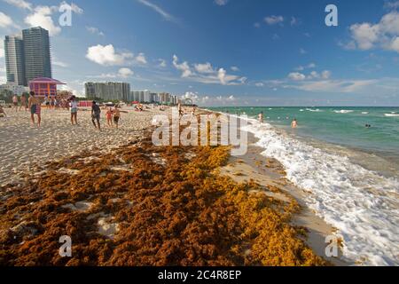 Des radeaux d'algues brunes, Sargassum sp., s'accumulent sur les rives de Miami Beach, Floride, États-Unis Banque D'Images