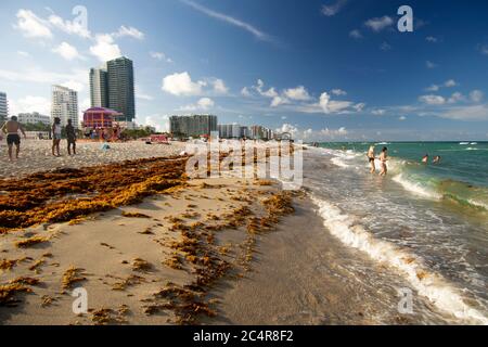 Des radeaux d'algues brunes, Sargassum sp., s'accumulent sur les rives de Miami Beach, Floride, États-Unis Banque D'Images