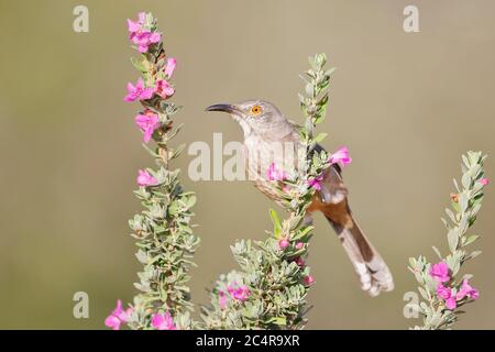 Thrasher à bec courbe sur fleur (Toxostoma curvirostra), Texas du Sud, États-Unis Banque D'Images