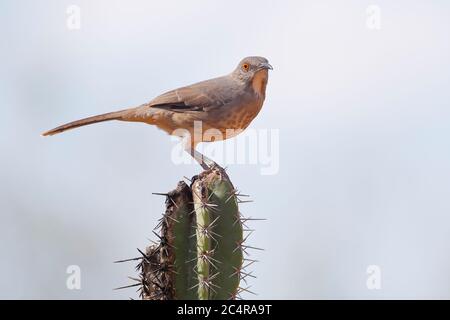 Thrasher à bec courbe sur cactus (Toxostoma curvirostra), Texas du Sud, États-Unis Banque D'Images