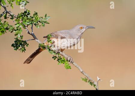 Thrasher à bec courbe sur branche (Toxostoma curvirostra), Texas du Sud, États-Unis Banque D'Images