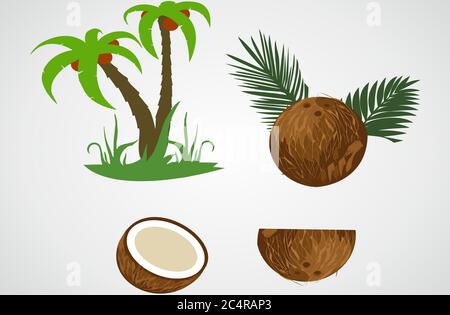 Palmier, noix de coco et noix de coco sur fond gris Illustration de Vecteur