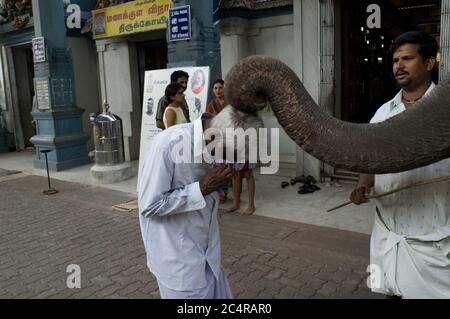 Béni par l'éléphant au temple de Sri Manakula Vinayagar Banque D'Images