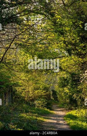 Le sentier longue distance Monarch's Way qui s'éloigne de Findon, dans le parc national de South Downs, West Sussex, Angleterre, Royaume-Uni. Banque D'Images