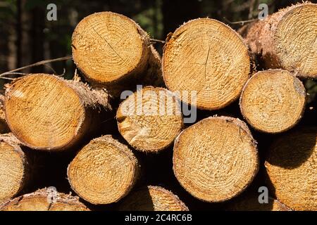 Gros plan sur une pile de bois / grumes de bois. Symbole pour la foresterie et l'industrie du bois. Banque D'Images