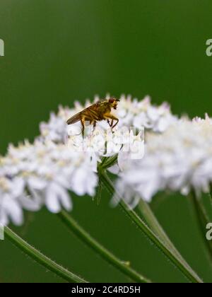 Gros plan d'une mouche à fumier jaune reposant sur une fleur blanche Banque D'Images