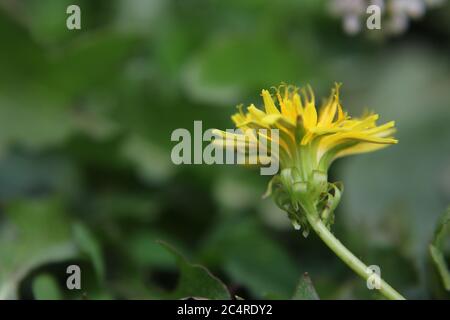 Magnifique pissenlit, Taraxacum, fleur que l'on trouve pousser naturellement dans l'arrière-cour. Aux États-Unis, Blowball, Cankerwort, Cochet, Common Dandelion, Couronne de. Banque D'Images