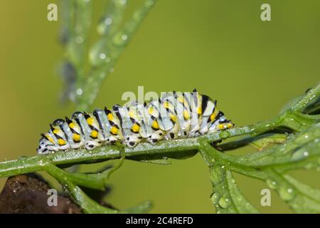 Papilio polyxenes, la chenille noire (orientale), la chenille de la chenille de la queue d'Amérique Banque D'Images
