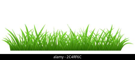 L'herbe verte isolée sur fond blanc Illustration de Vecteur