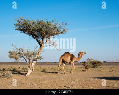 Chameau arabe, Camelus dromedarius, fourrager à Wadi ad Dawh, Sultanat d'Oman. Banque D'Images