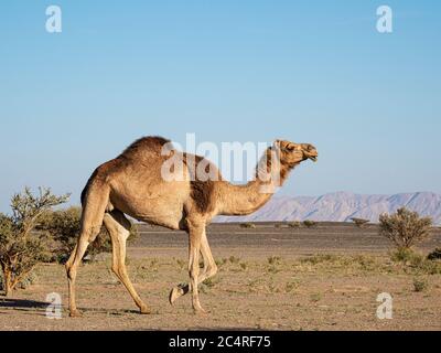 Chameau arabe, Camelus dromedarius, fourrager à Wadi ad Dawh, Sultanat d'Oman. Banque D'Images