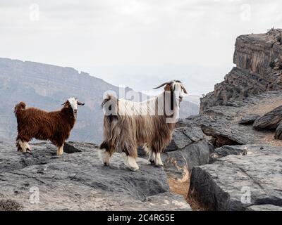 Chèvres sur Jebel Shams, la plus haute montagne de la chaîne de Hajar, Sultanat d'Oman. Banque D'Images