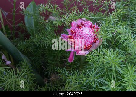 Une fleur magique avec de beaux détails Banque D'Images