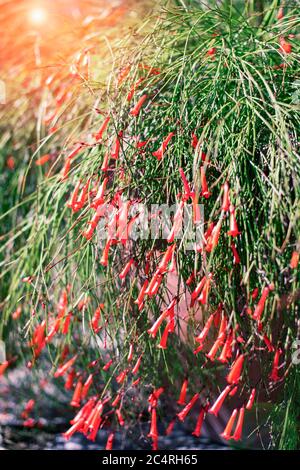 Russelia equisetiformis, plante de Firecracker en lumière du soleil. Fleurs exotiques, faible profondeur de champ Banque D'Images