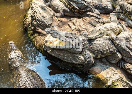 Crocodiles au Safari World Zoo de Bangkok en été Banque D'Images