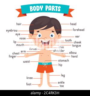 Enfant drôle montrant des parties du corps humain Illustration de Vecteur