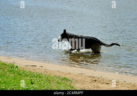 Chien allemand de Shepard jouant dans l'eau. Banque D'Images