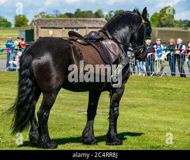 Les amis d'Onno performance d'équipe équestre avec Clydesdale Horse à l'événement de guerre, East Fortune, East Lothian, Écosse, Royaume-Uni Banque D'Images