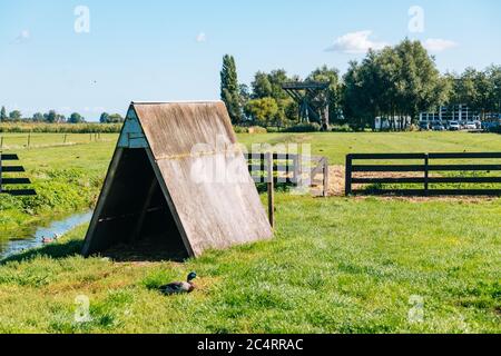 Faune dans les champs verts de Zaanse Schans Banque D'Images