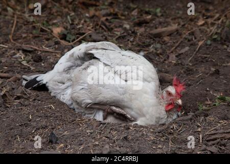 Bain de poussière de poulet Sussex léger dans le jardin arrière. Îles britanniques Banque D'Images