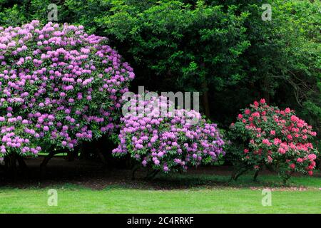 Rhododendron dans Volunteer Park, Seattle, Washington State, États-Unis Banque D'Images