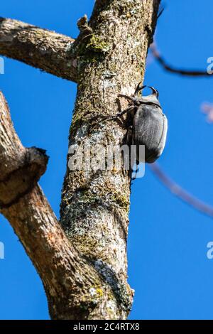 Grand coléoptère de mégasome sur le tronc des arbres de la forêt tropicale de l'atlantique, Serrinha do Alambari, Serra da Mantiqueira, Rio de Janeiro, Brésil Banque D'Images