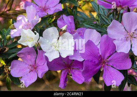 Belles fleurs roses et blanches sur Glory Tree dans les montagnes de Rio de Janeiro, Brésil Banque D'Images